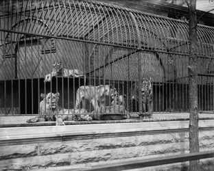 Los Leones y tigres en el Parque Lincoln, Chicago, c.1901